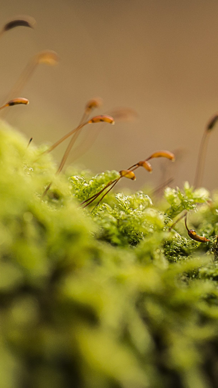 植被, Moss, 草, 关闭了, 不血管土地的植物 壁纸 750x1334 允许