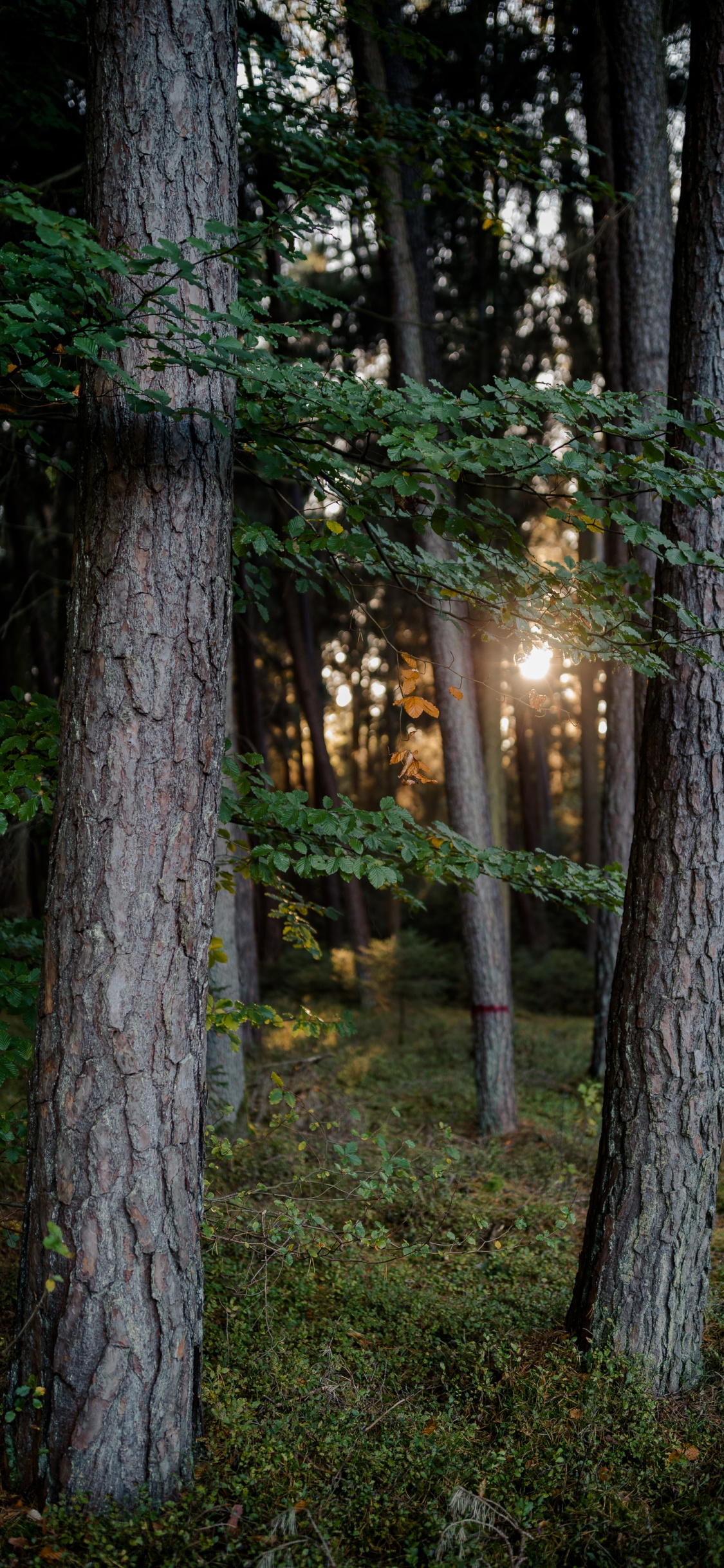 Naturaleza, Sucursal, la Luz Del Sol, Bosque, Luz. Wallpaper in 1125x2436 Resolution