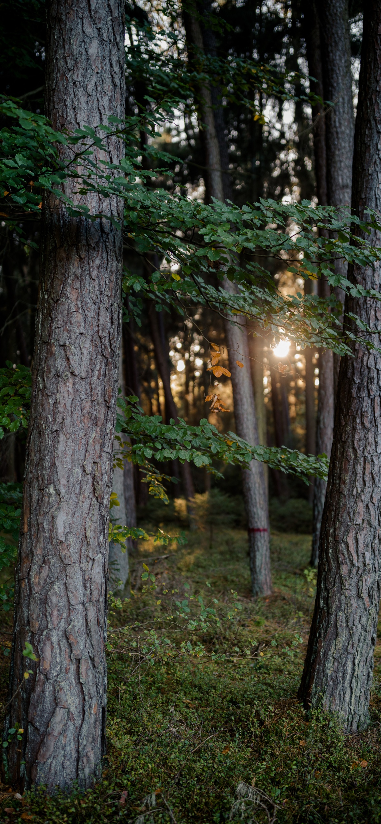 Naturaleza, Sucursal, la Luz Del Sol, Bosque, Luz. Wallpaper in 1242x2688 Resolution