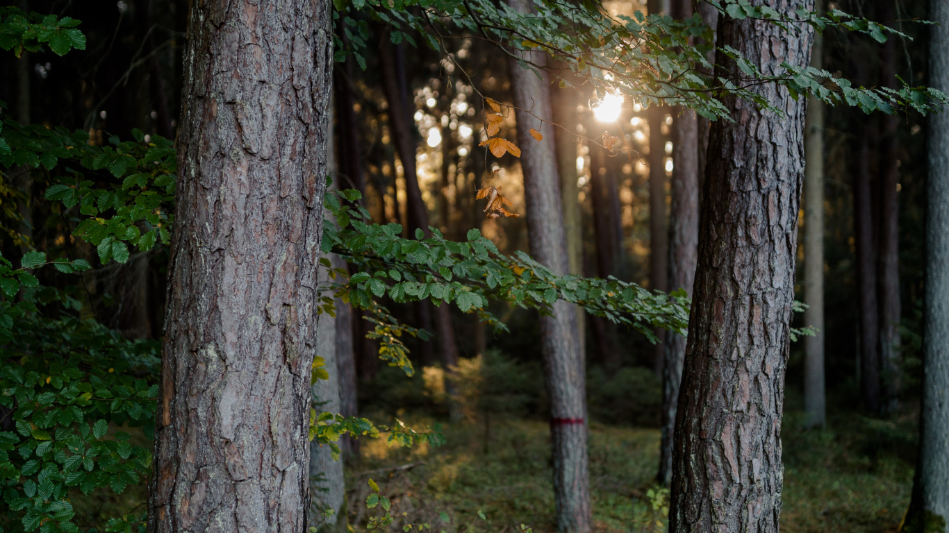 Naturaleza, Sucursal, la Luz Del Sol, Bosque, Luz. Wallpaper in 1366x768 Resolution