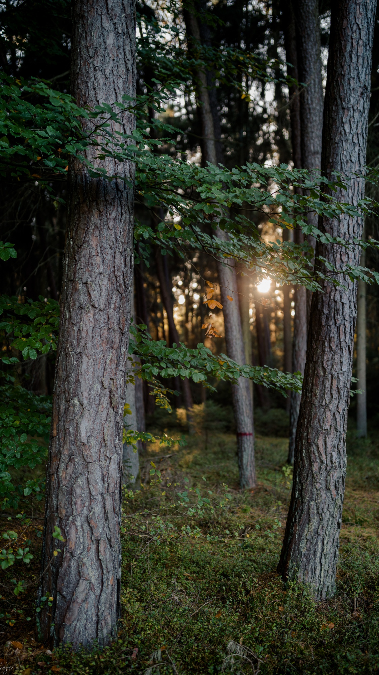 Nature, Forêt, Woodland, Lumière, L'écorégion. Wallpaper in 1440x2560 Resolution