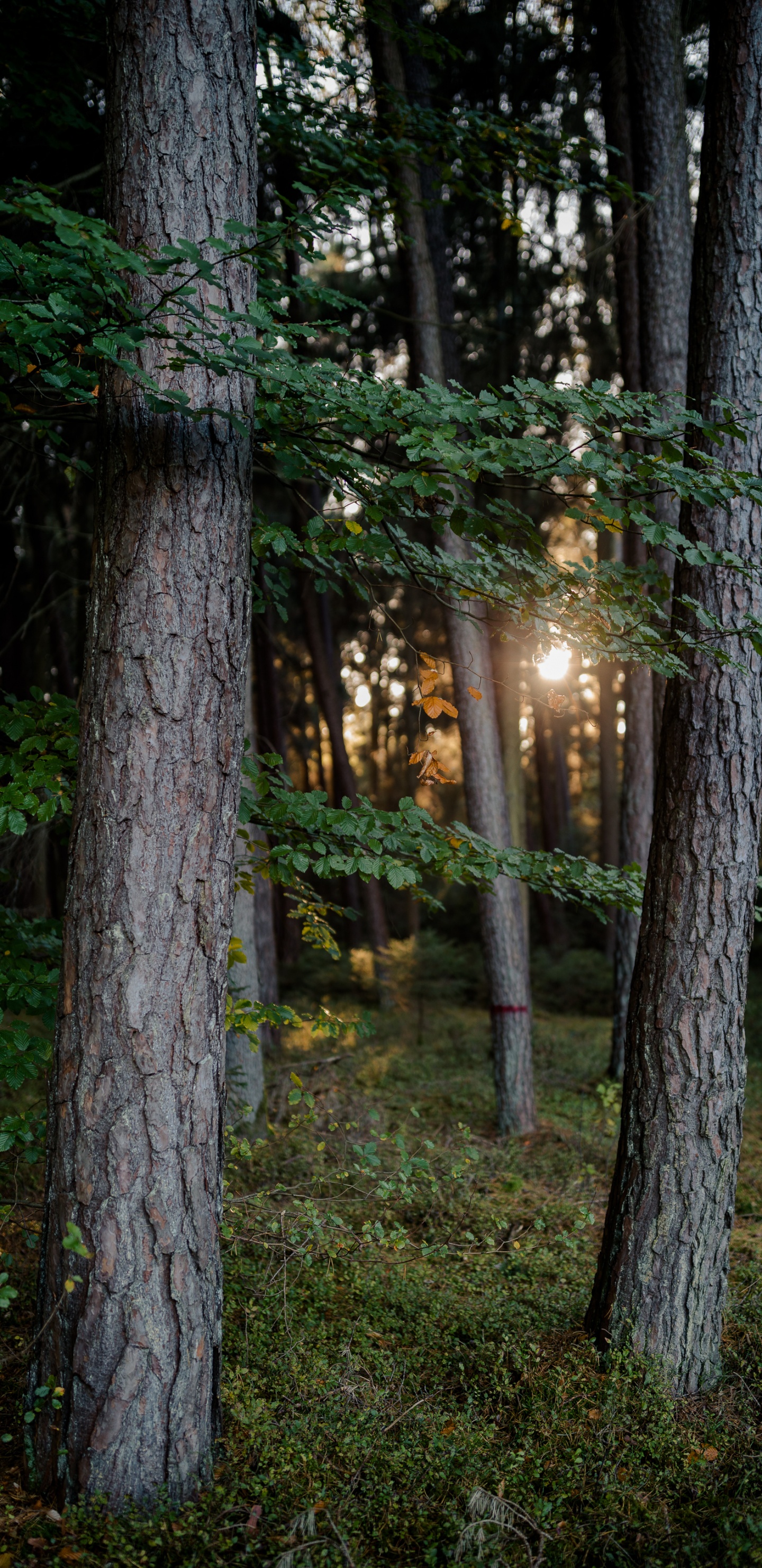 Nature, Forêt, Woodland, Lumière, L'écorégion. Wallpaper in 1440x2960 Resolution