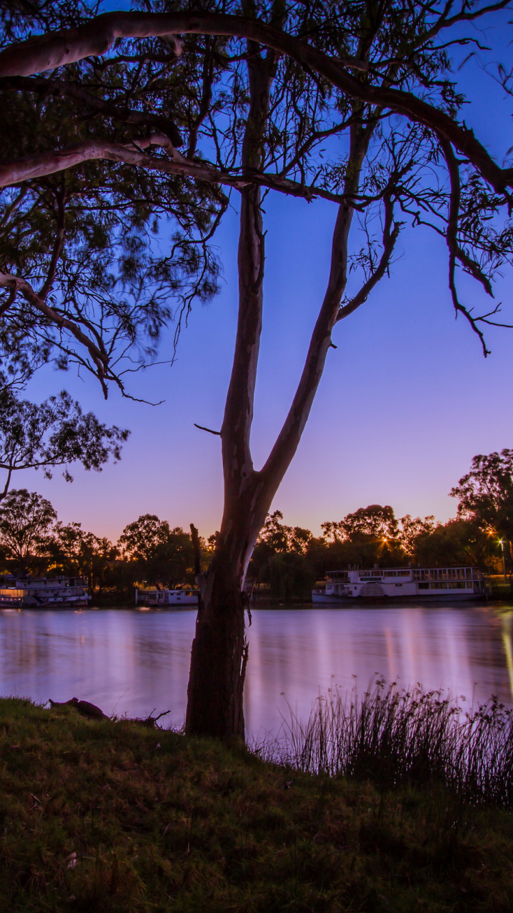 Brown Trees Near Lake During Daytime. Wallpaper in 750x1334 Resolution