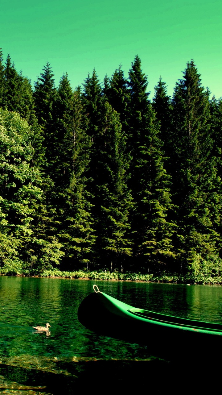 Árboles Verdes y Marrones Junto al Cuerpo de Agua Durante el Día. Wallpaper in 720x1280 Resolution