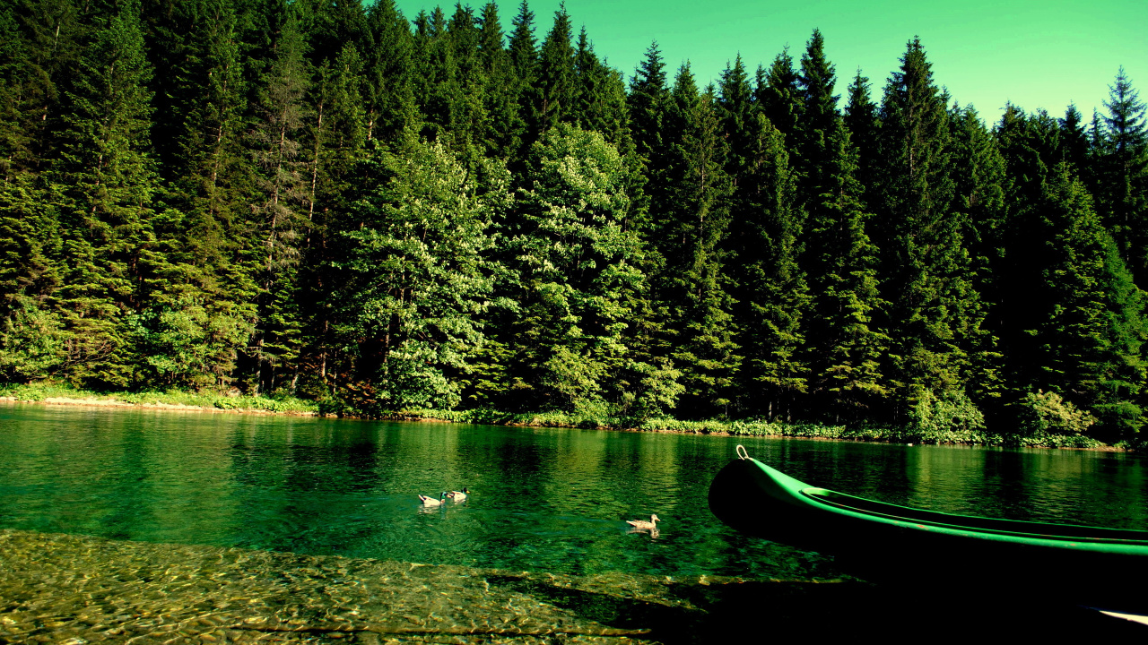 Tagsüber Grüne Und Braune Bäume Neben Gewässern. Wallpaper in 1280x720 Resolution