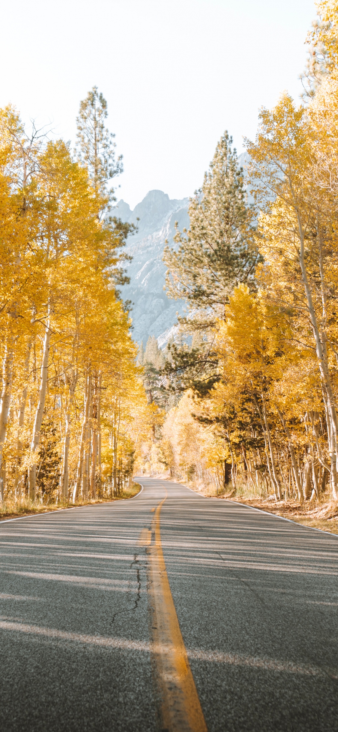 Road, Tree, Natural Landscape, Nature, Asphalt. Wallpaper in 1125x2436 Resolution