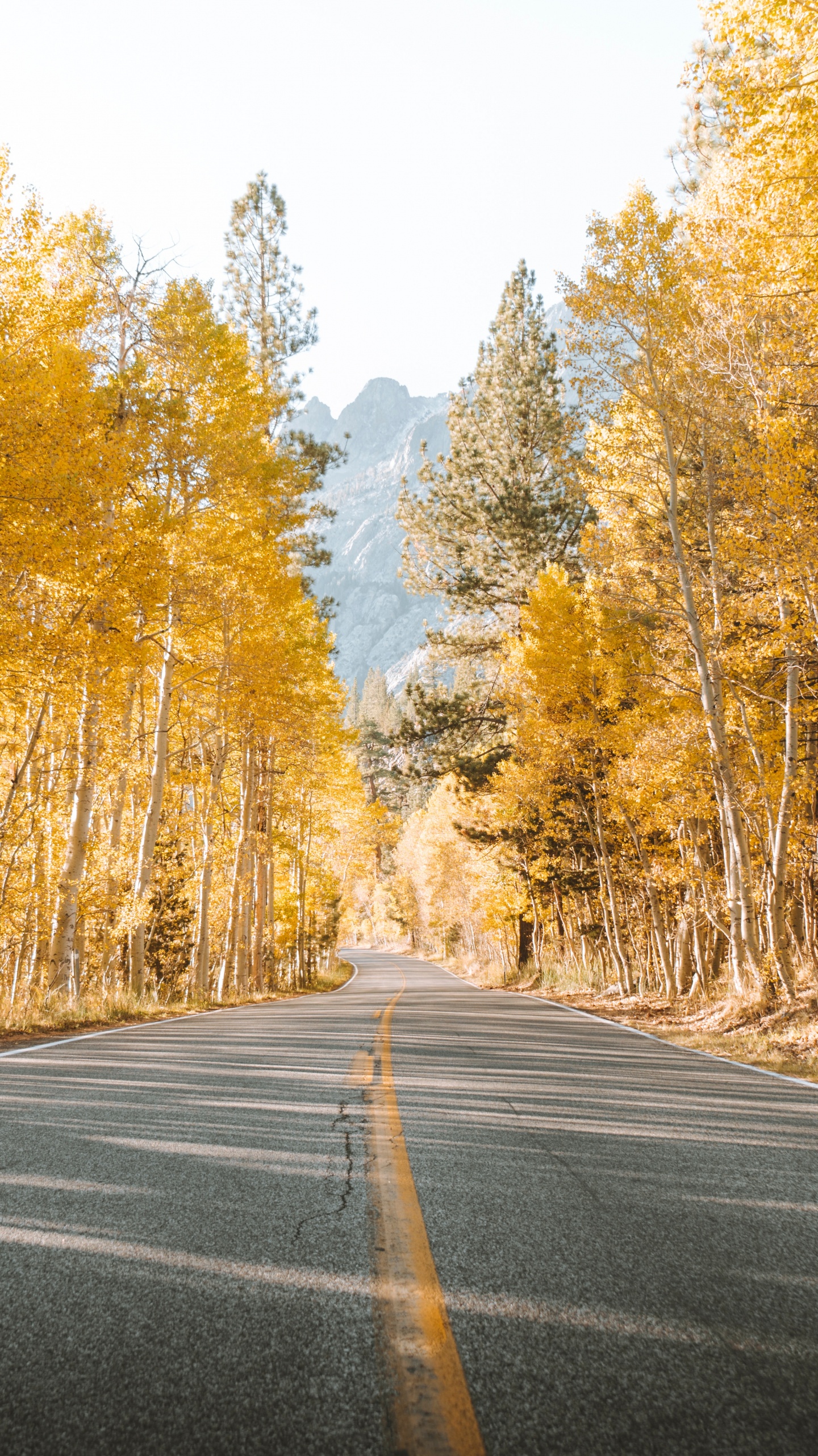 Road, Tree, Natural Landscape, Nature, Asphalt. Wallpaper in 1440x2560 Resolution