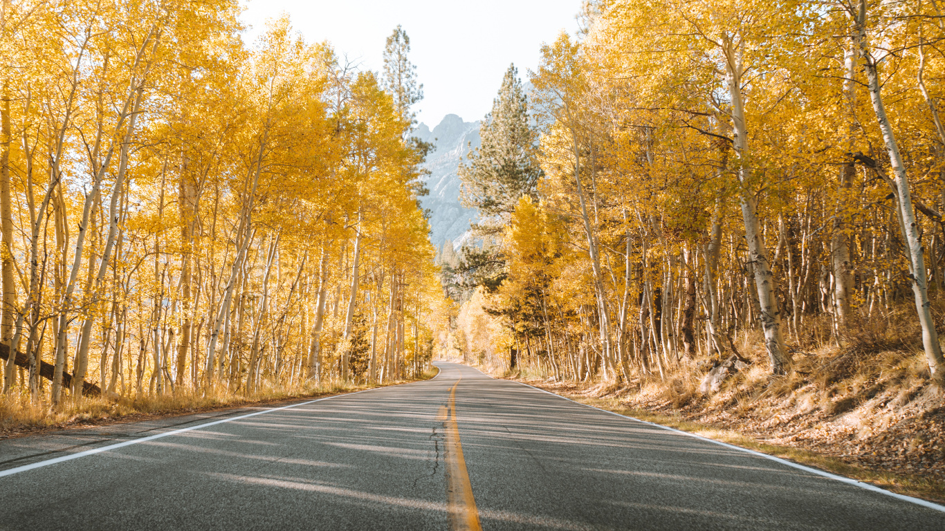 Road, Baum, Naturlandschaft, Natur, Asphalt. Wallpaper in 1366x768 Resolution