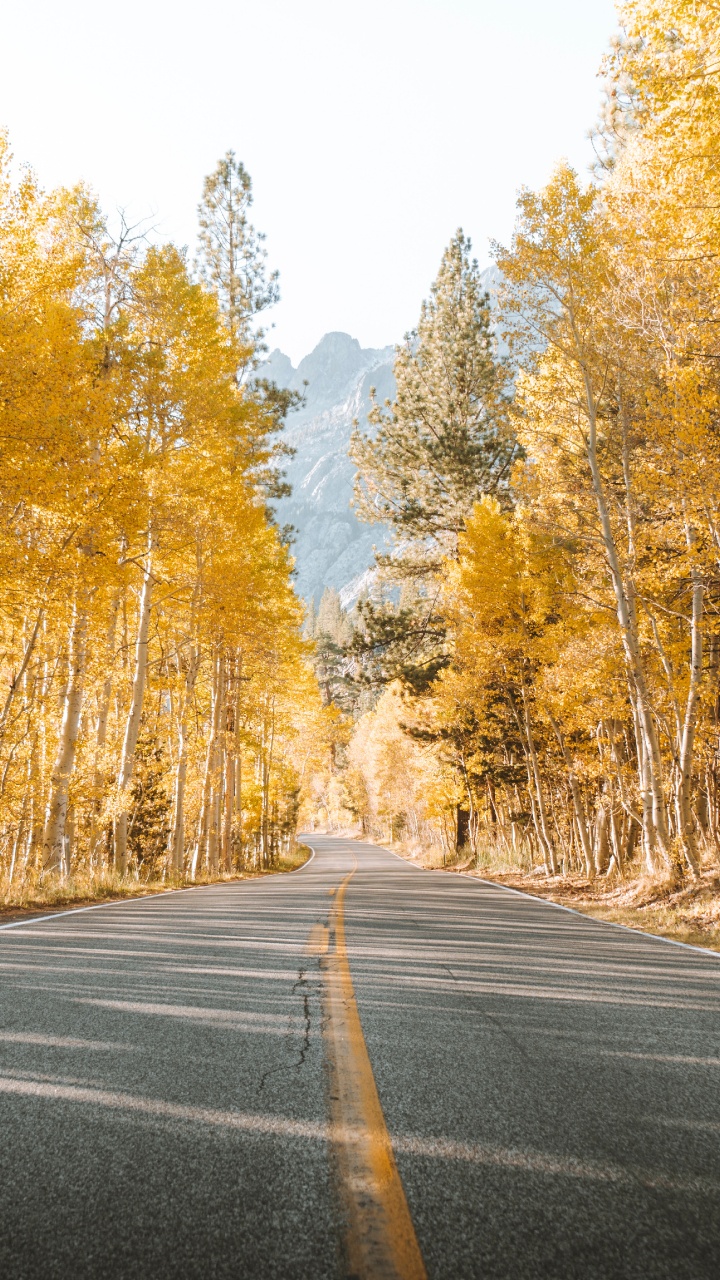 Road, Baum, Naturlandschaft, Natur, Asphalt. Wallpaper in 720x1280 Resolution