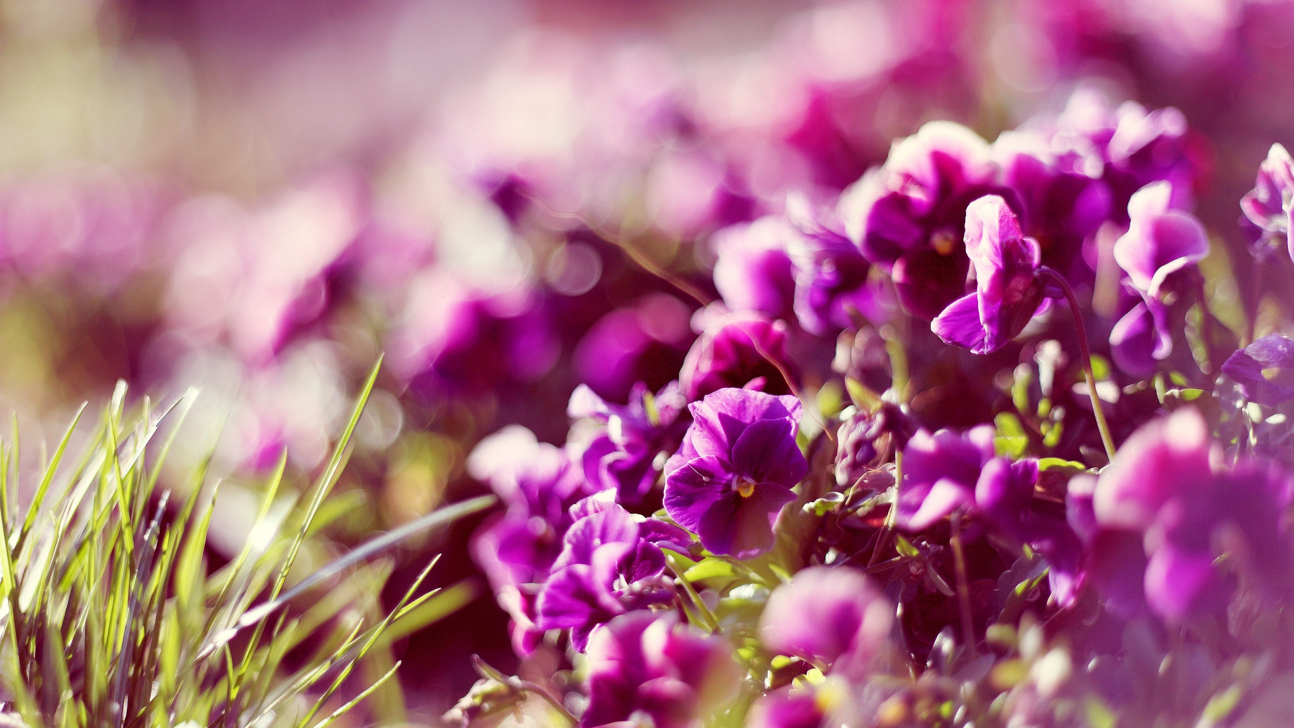 Purple Flowers in Tilt Shift Lens. Wallpaper in 2560x1440 Resolution
