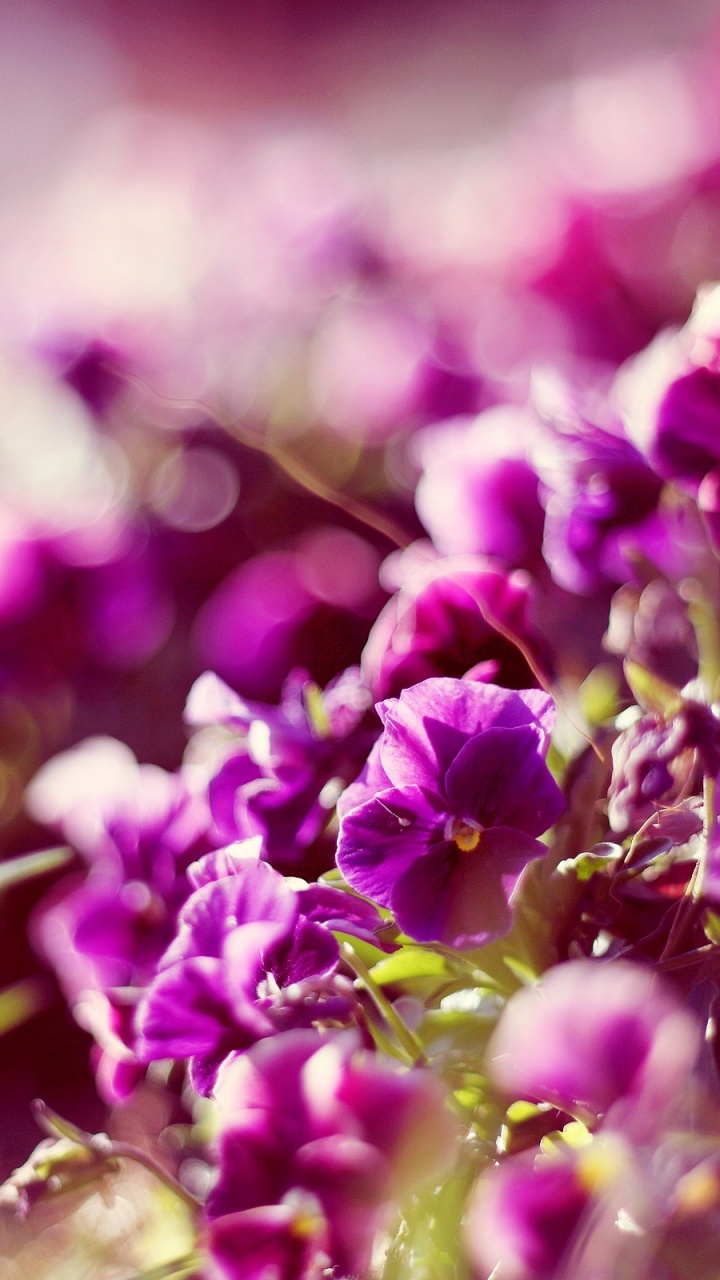 Purple Flowers in Tilt Shift Lens. Wallpaper in 720x1280 Resolution