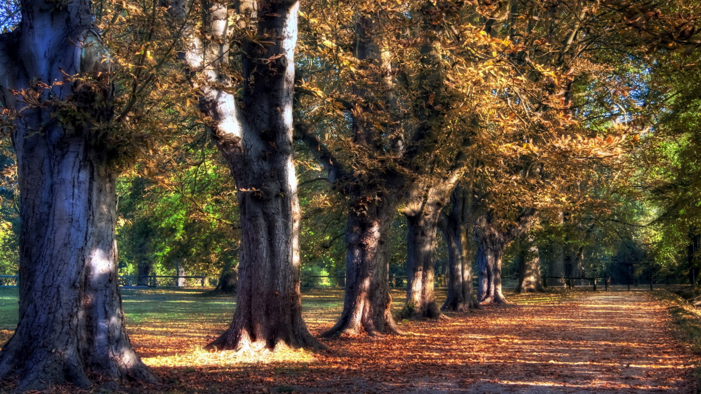 Arbres Bruns et Verts Sur Terrain D'herbe Brune Pendant la Journée. Wallpaper in 1366x768 Resolution