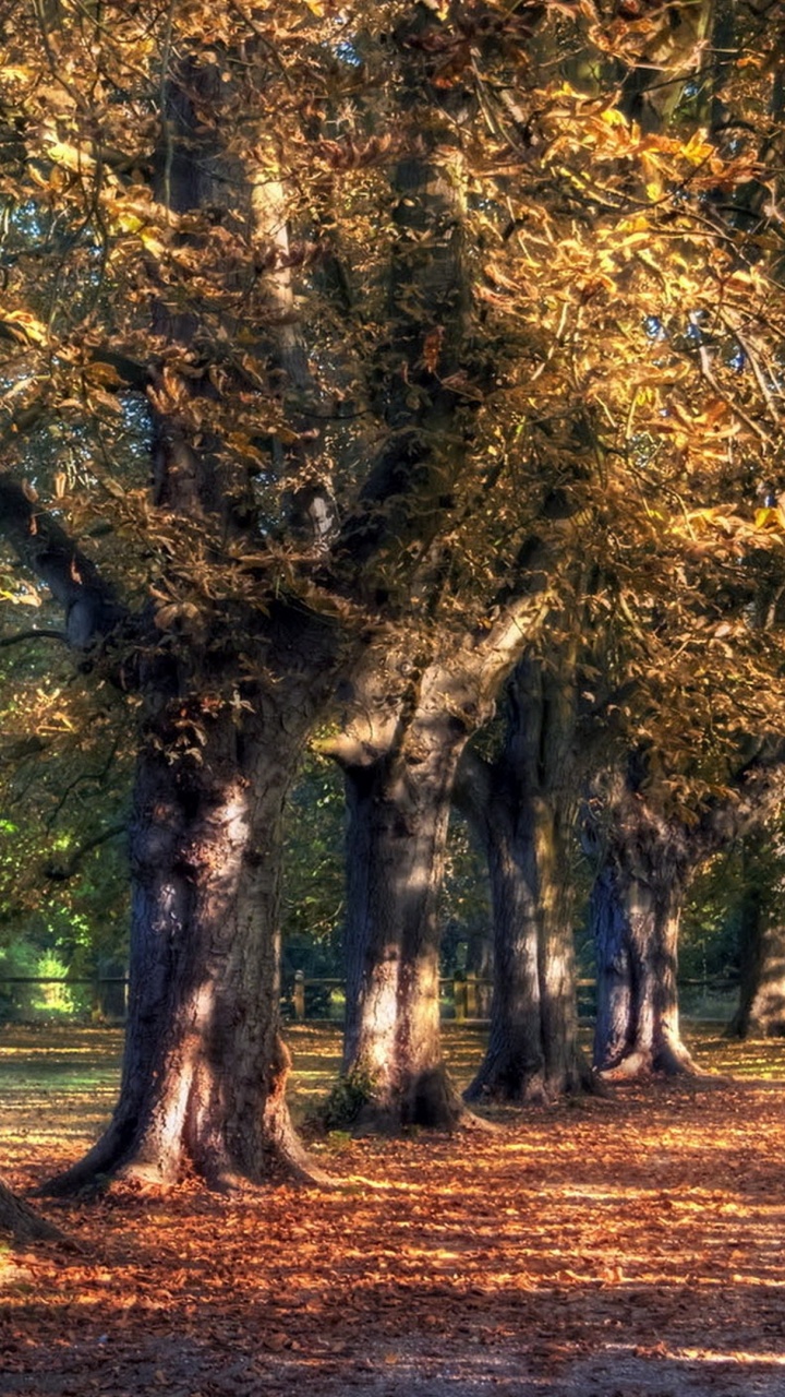 Arbres Bruns et Verts Sur Terrain D'herbe Brune Pendant la Journée. Wallpaper in 720x1280 Resolution