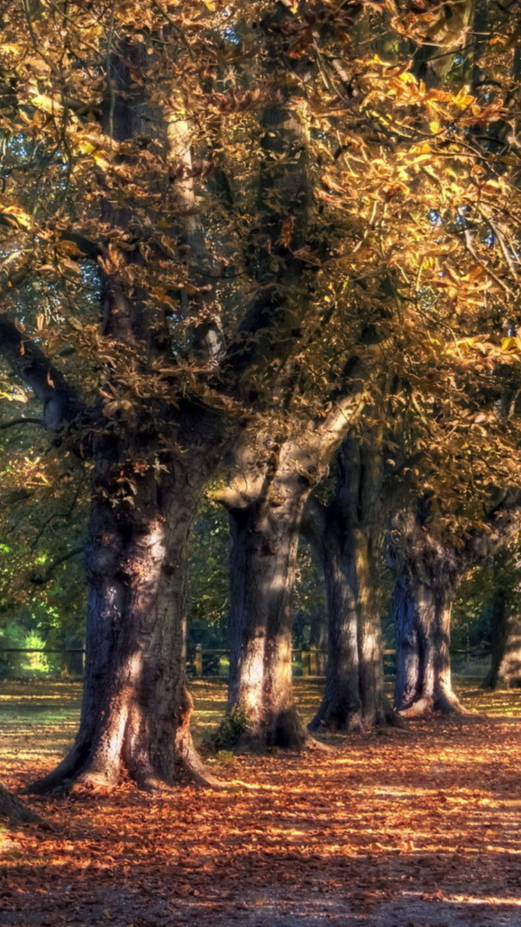 Arbres Bruns et Verts Sur Terrain D'herbe Brune Pendant la Journée. Wallpaper in 750x1334 Resolution