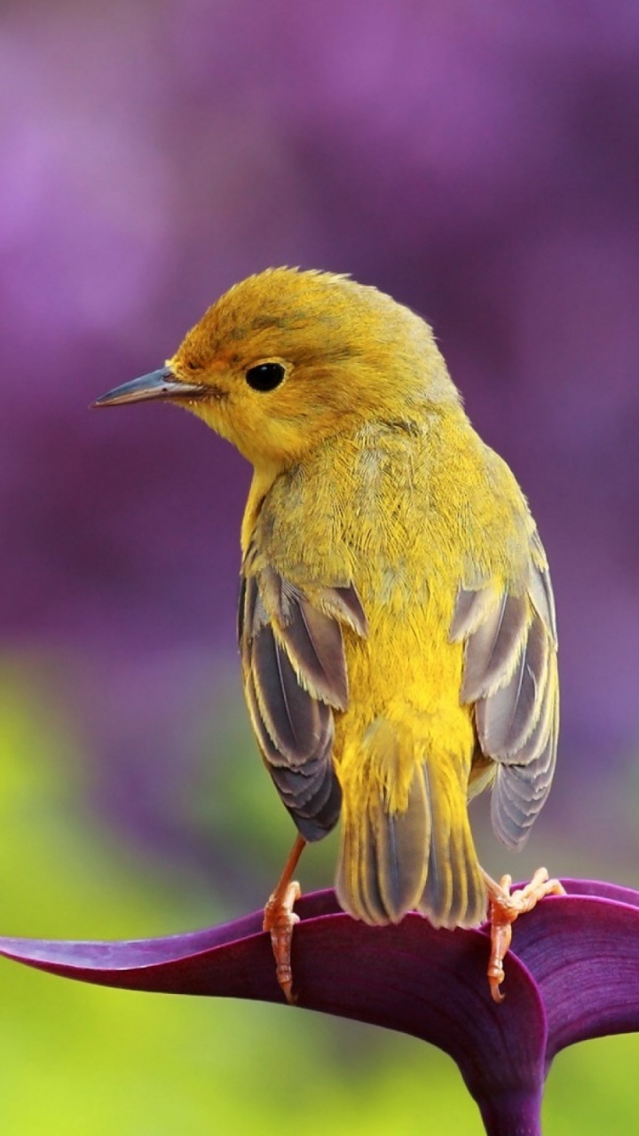 Pájaro Amarillo y Marrón en Flor Rosa. Wallpaper in 720x1280 Resolution