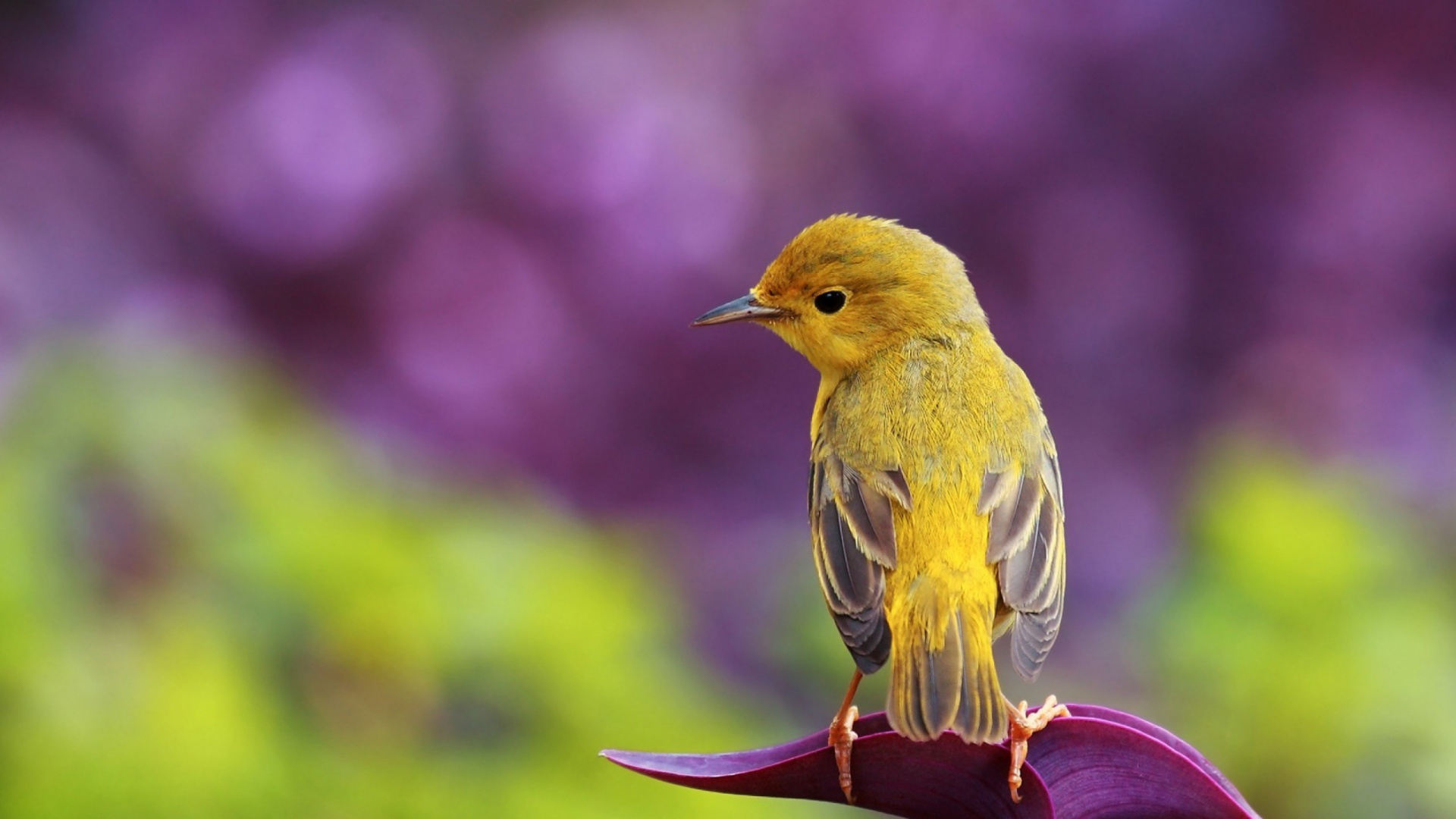 Gelber Und Brauner Vogel Auf Rosa Blume. Wallpaper in 1920x1080 Resolution