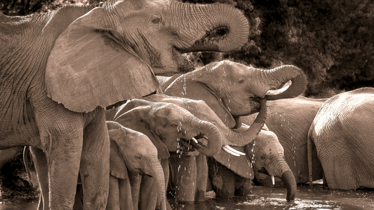 Three Elephants on Water During Daytime. Wallpaper in 1280x720 Resolution