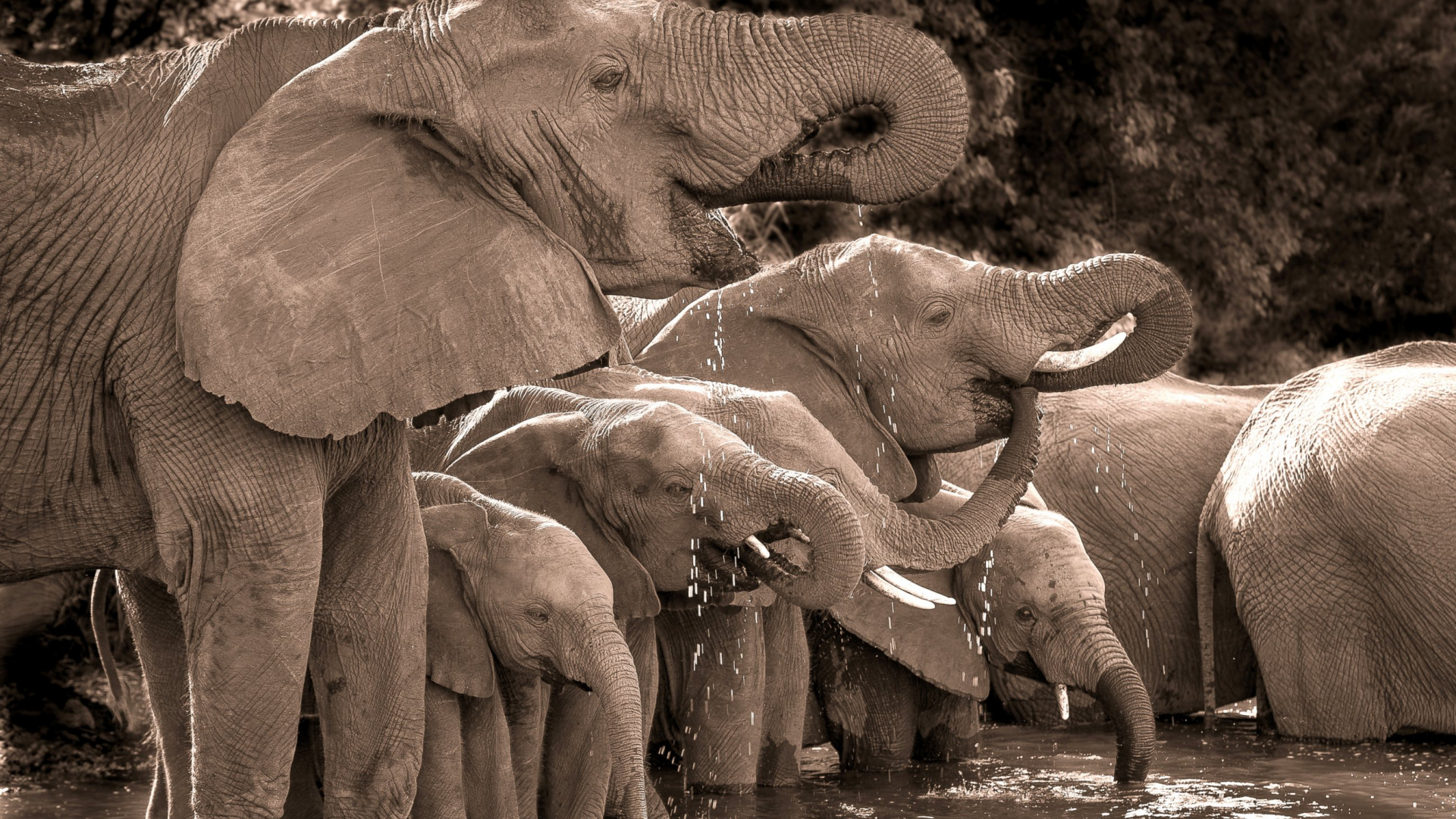 Three Elephants on Water During Daytime. Wallpaper in 1920x1080 Resolution