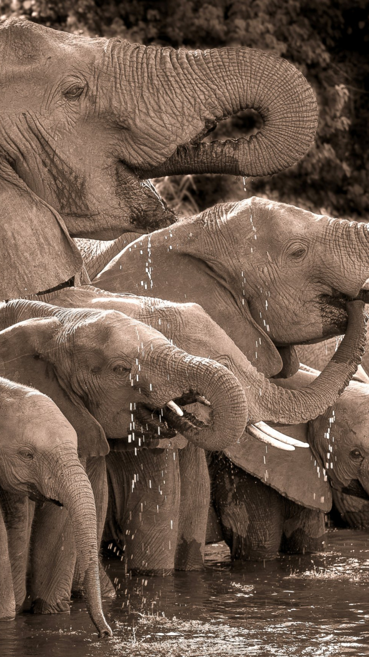 Three Elephants on Water During Daytime. Wallpaper in 750x1334 Resolution