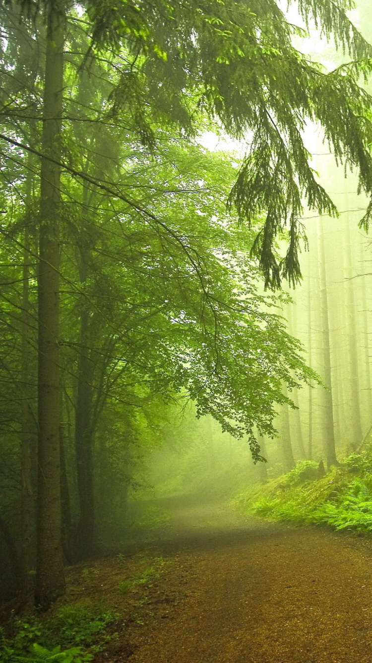 Hierba Verde y Árboles Cubiertos de Niebla. Wallpaper in 750x1334 Resolution