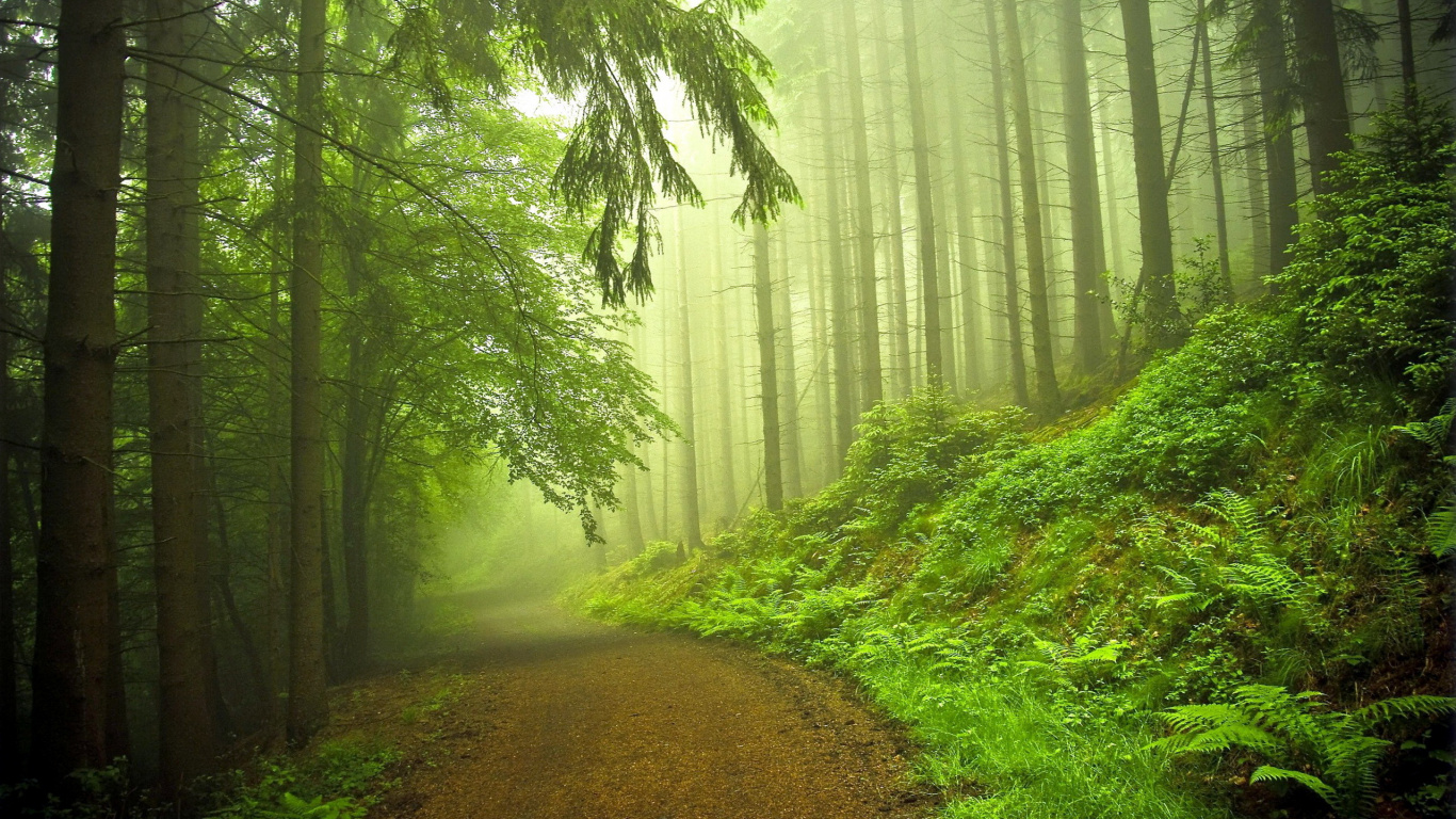 Green Grass and Trees Covered With Fog. Wallpaper in 1366x768 Resolution