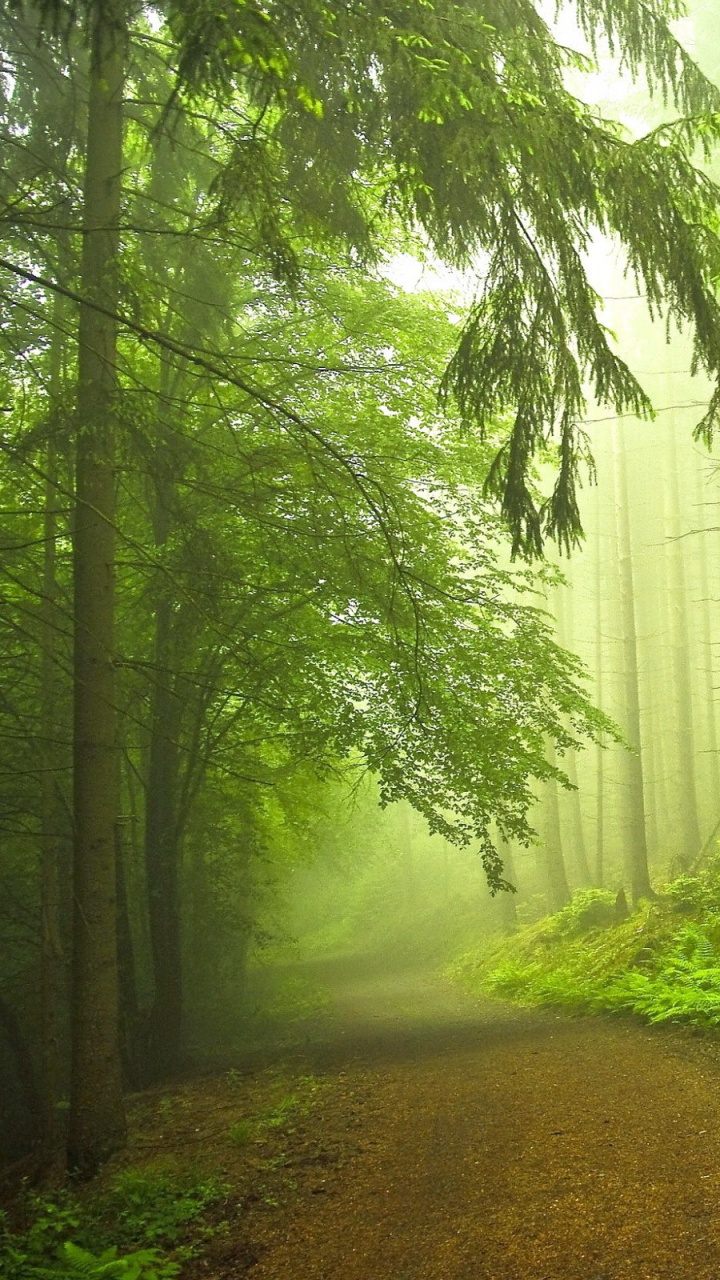 Grünes Gras Und Bäume Mit Nebel Bedeckt. Wallpaper in 720x1280 Resolution