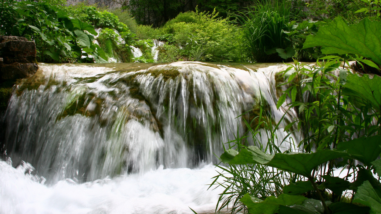 Plantas Verdes Junto a Cascadas Durante el Día. Wallpaper in 1280x720 Resolution