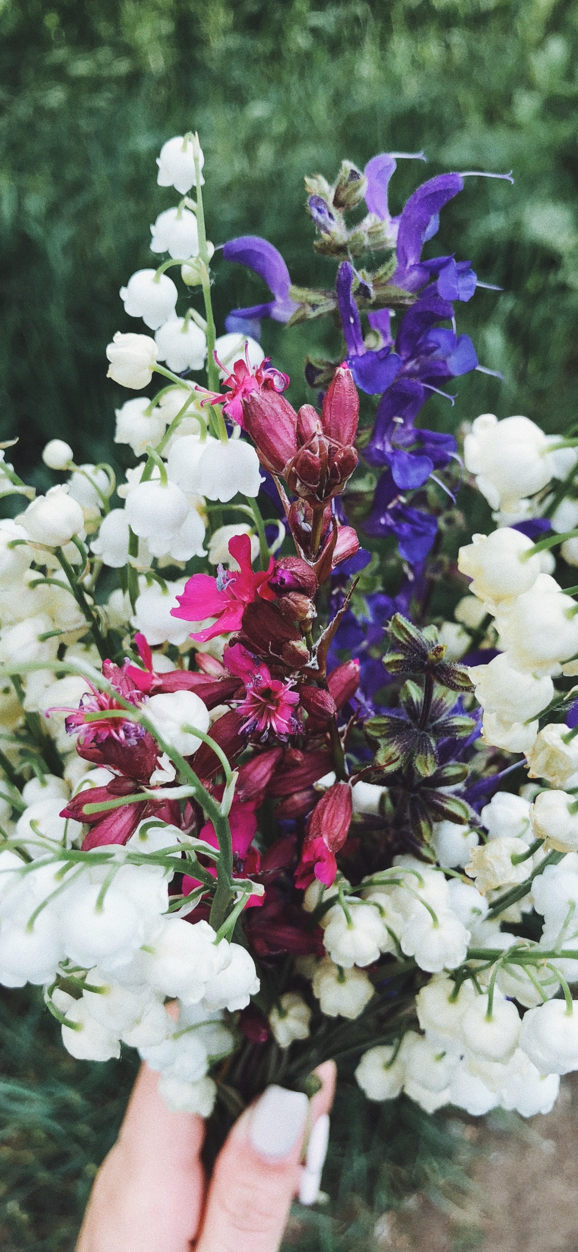 Lila, Blumenmuster, Blühende Pflanze, Schnittblumen, Blütenblatt. Wallpaper in 1125x2436 Resolution