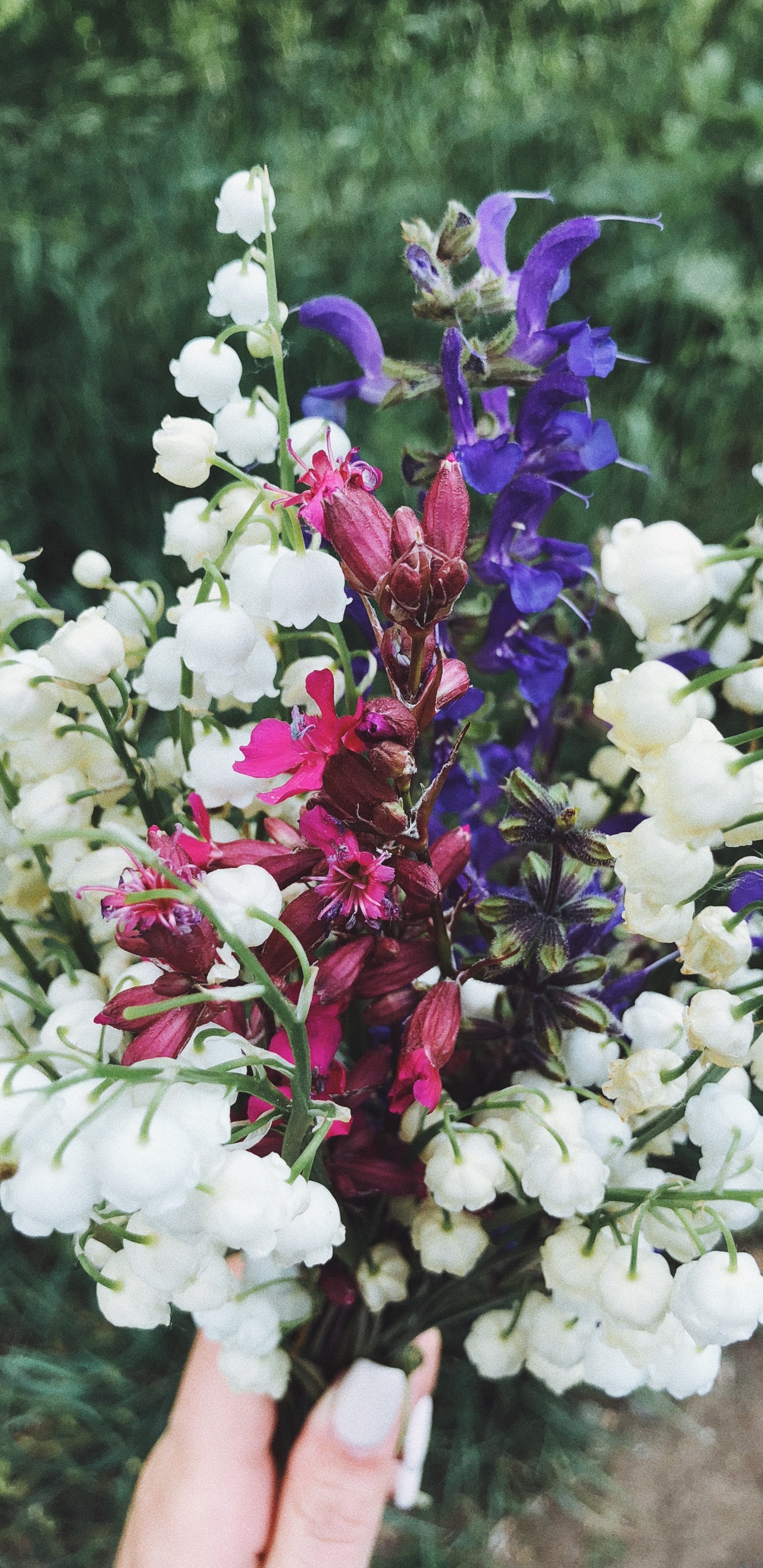 Lila, Blumenmuster, Blühende Pflanze, Schnittblumen, Blütenblatt. Wallpaper in 1440x2960 Resolution