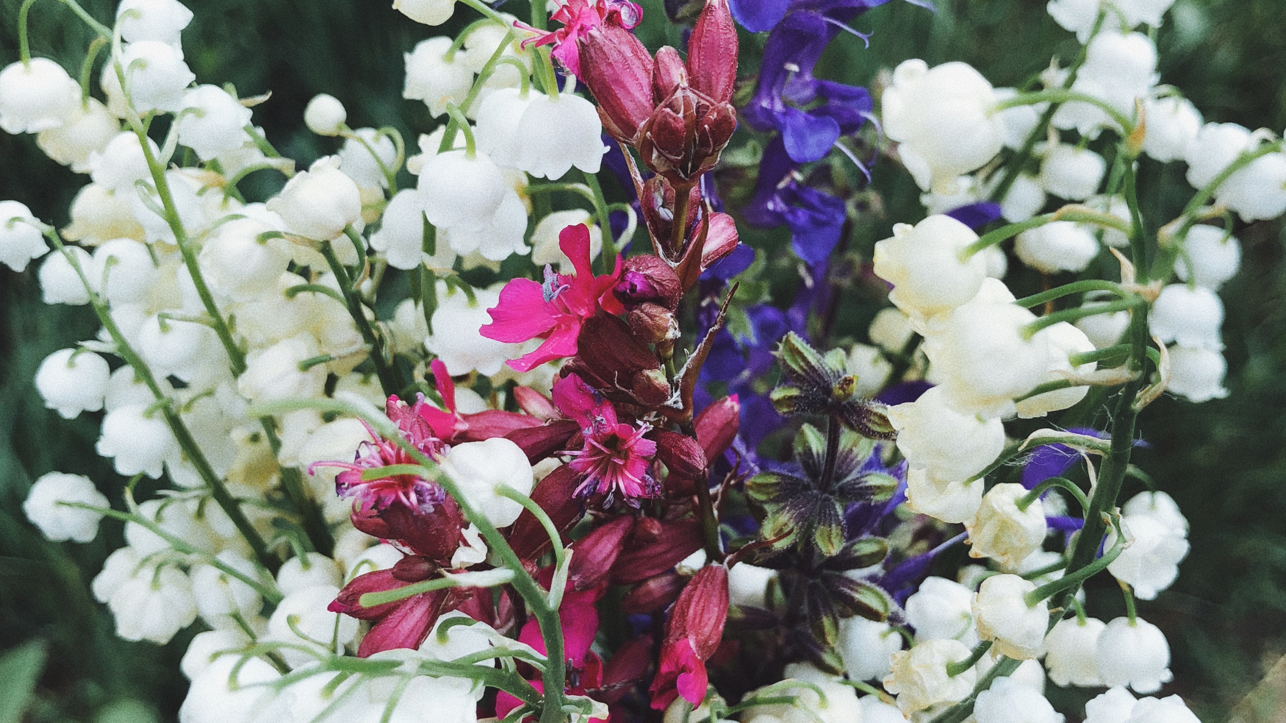 Lilac, Floral Design, Flowering Plant, Flower, Cut Flowers. Wallpaper in 2560x1440 Resolution