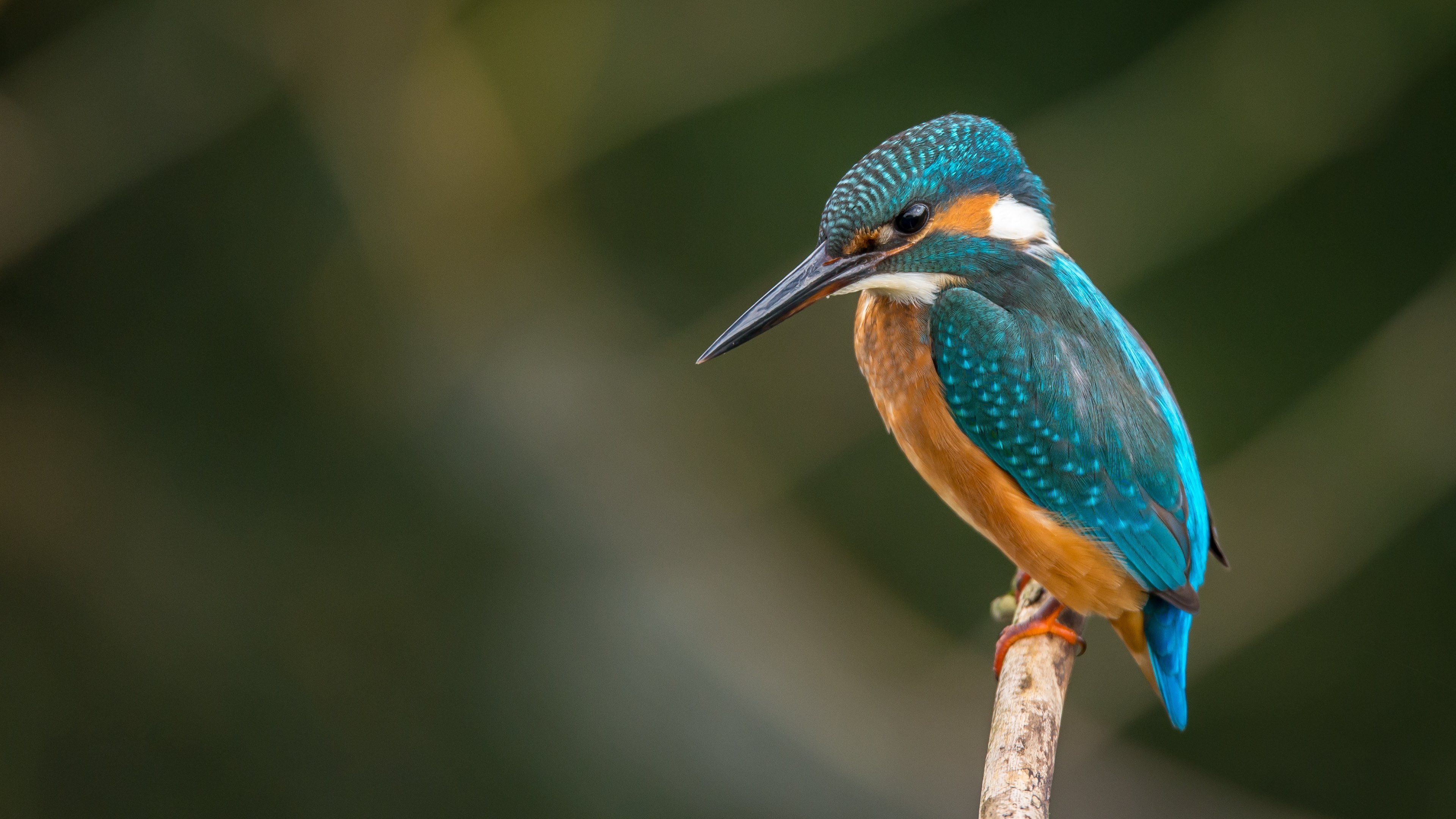 共同翠鸟, 鸟, 野生动物, Coraciiformes, 皮埃罗 壁纸 3840x2160 允许