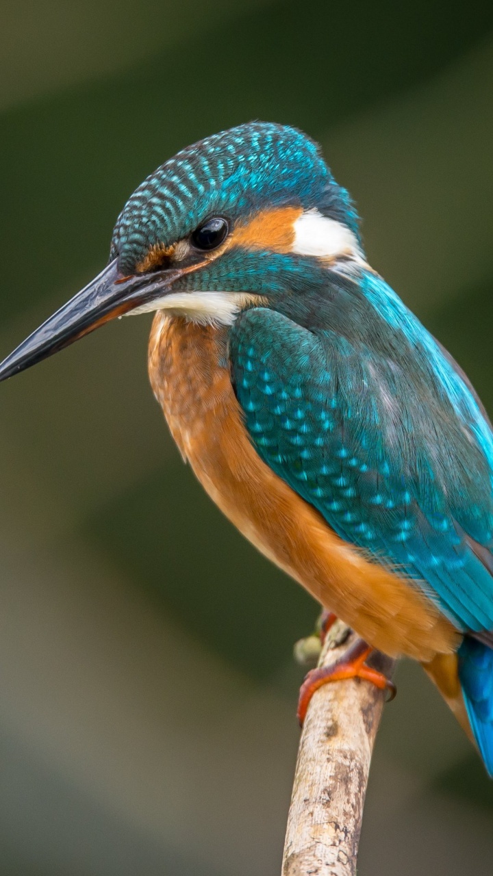 Blauer Und Brauner Vogel Auf Braunem Ast. Wallpaper in 720x1280 Resolution