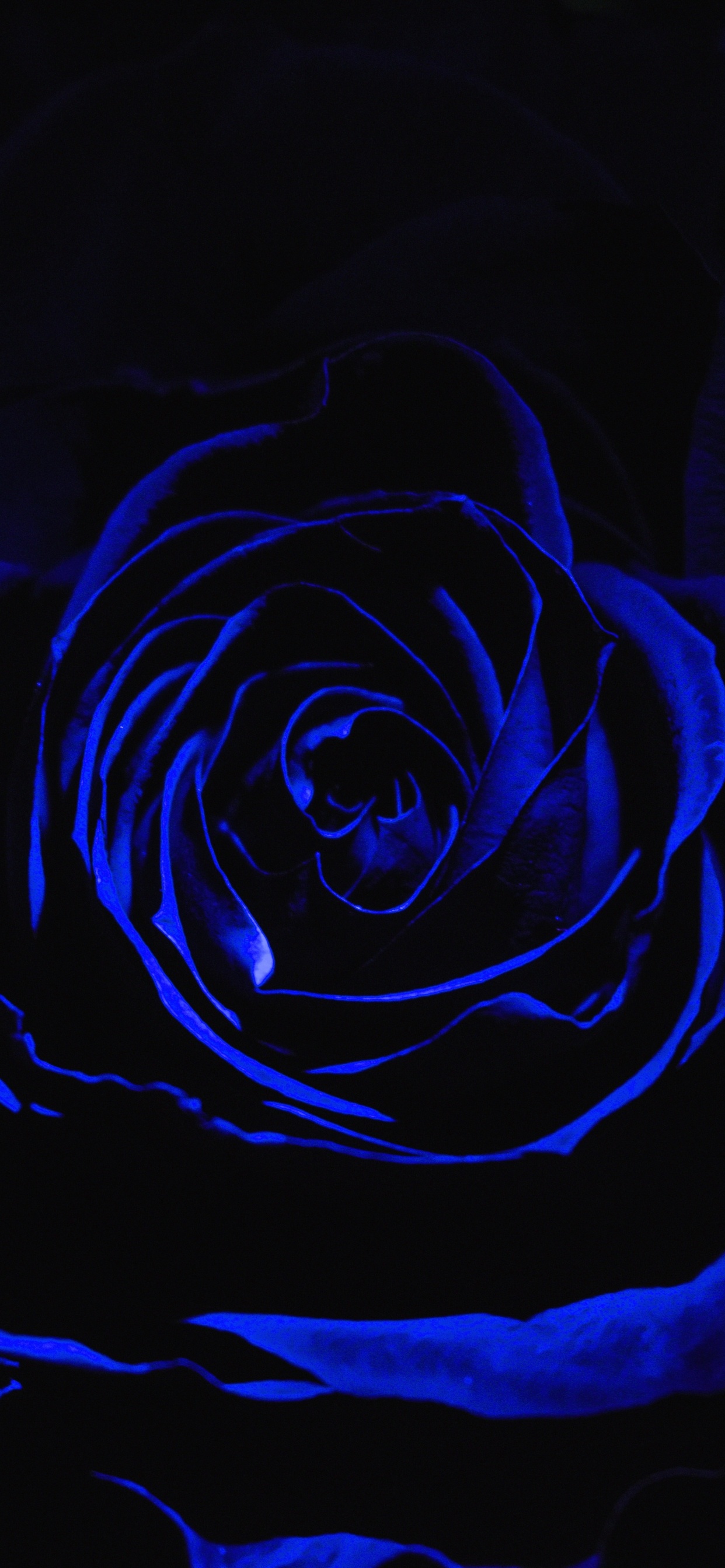Rosa Azul en Fotografía de Cerca. Wallpaper in 1242x2688 Resolution