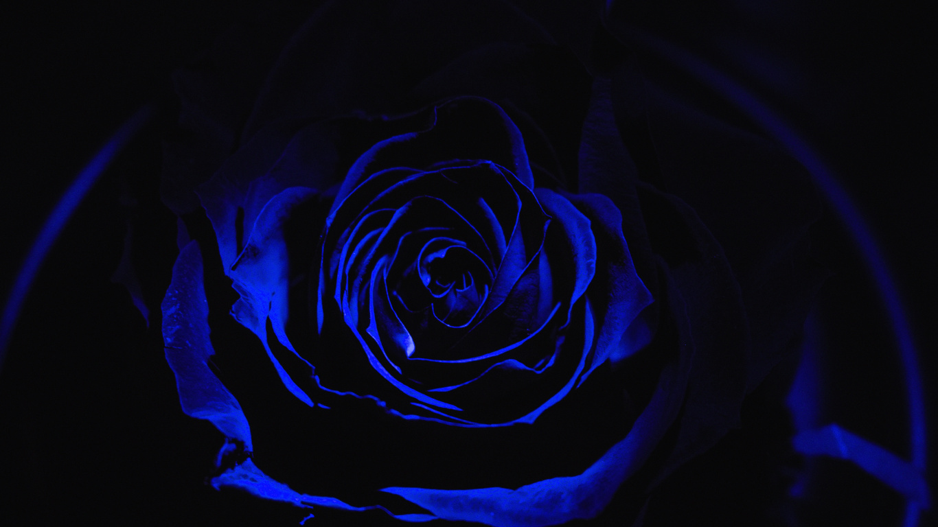 Rose Bleue en Photographie Rapprochée. Wallpaper in 1366x768 Resolution