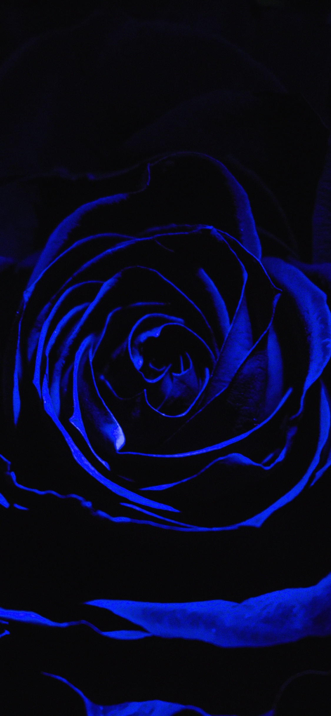 Blaue Rose in Nahaufnahmen. Wallpaper in 1125x2436 Resolution