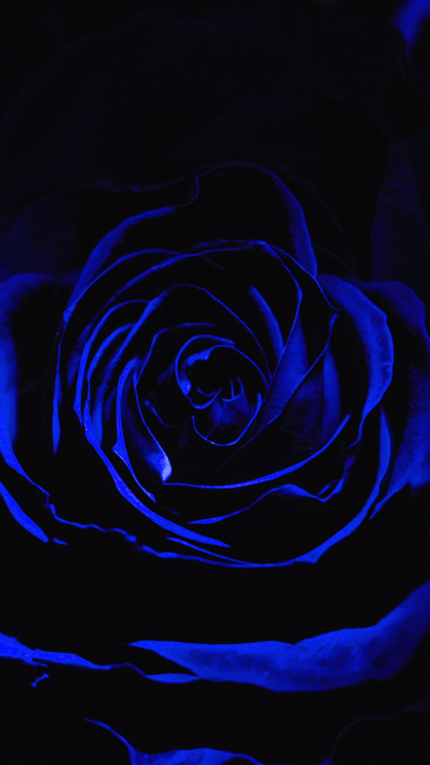Blaue Rose in Nahaufnahmen. Wallpaper in 1440x2560 Resolution