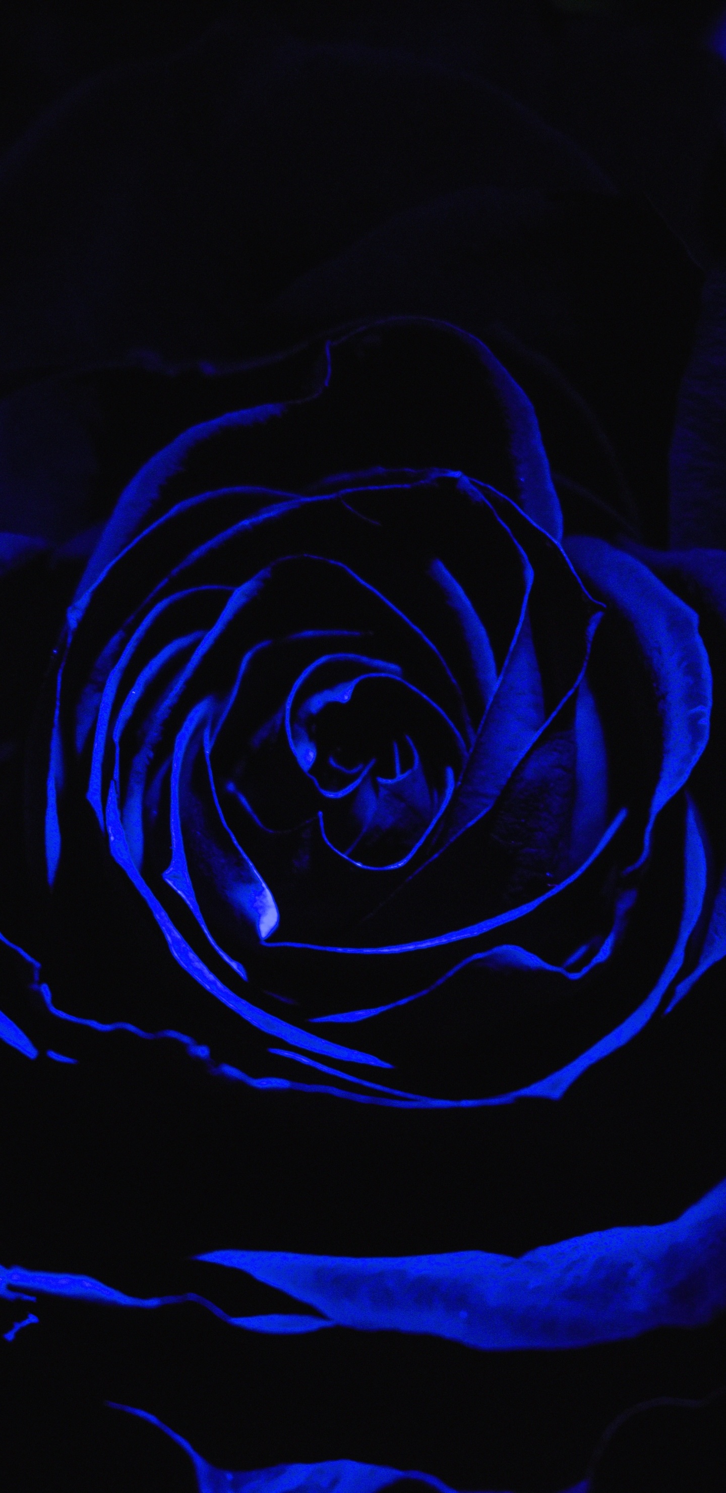 Blaue Rose in Nahaufnahmen. Wallpaper in 1440x2960 Resolution