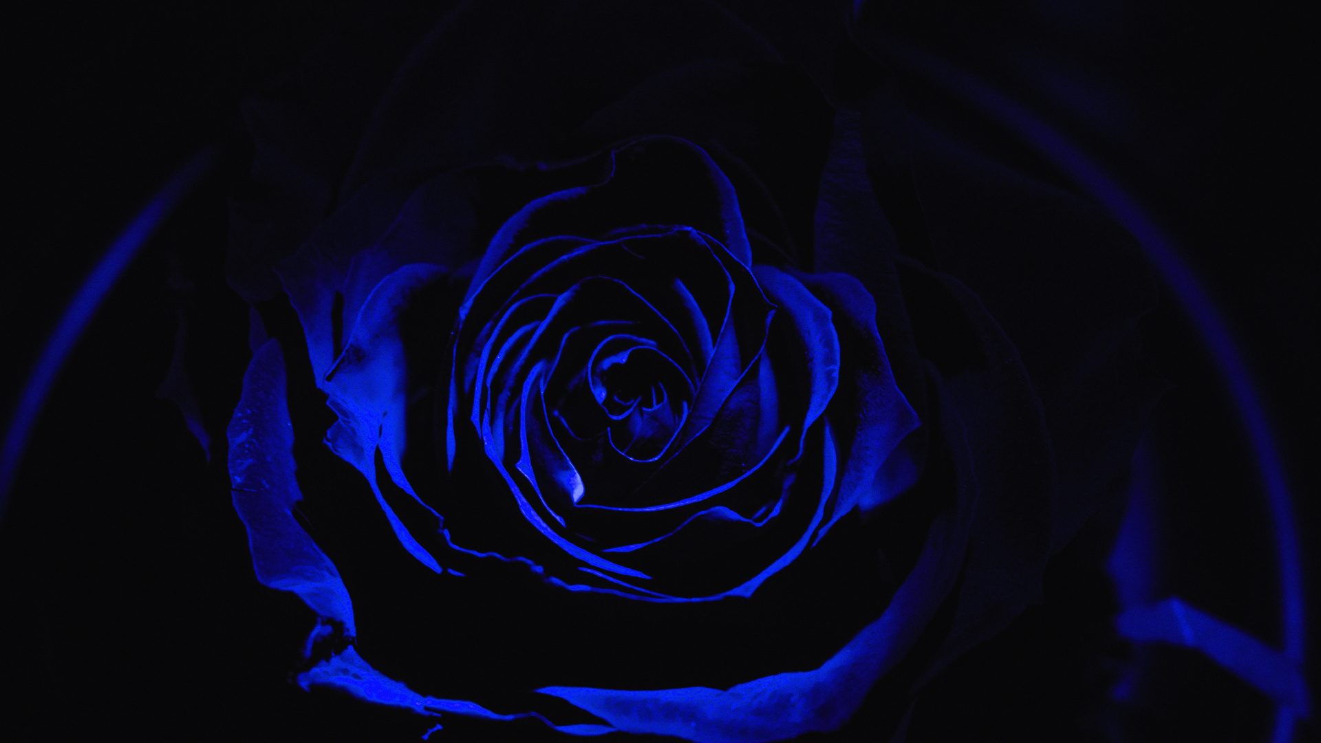 Blaue Rose in Nahaufnahmen. Wallpaper in 1920x1080 Resolution