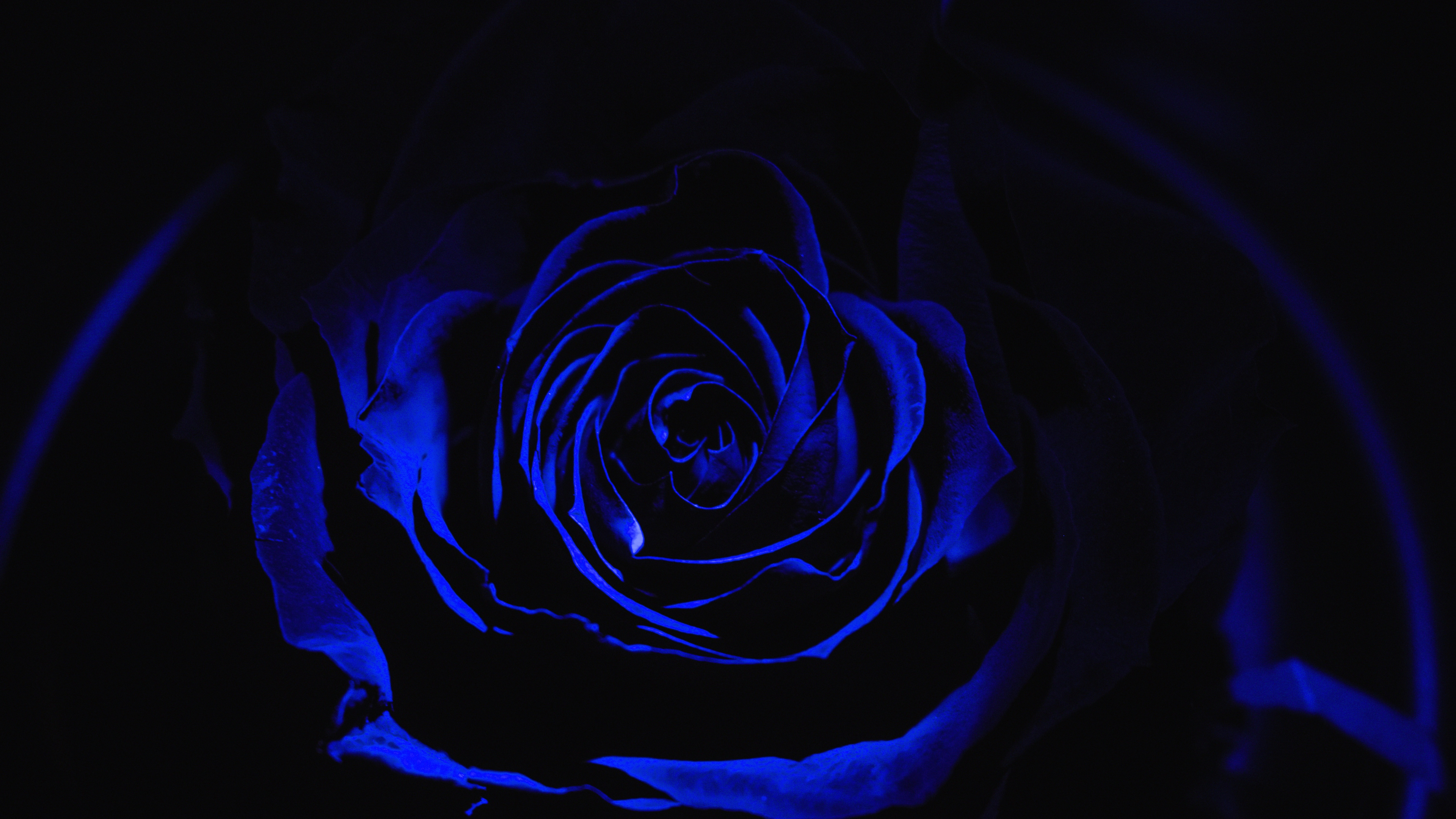 Blaue Rose in Nahaufnahmen. Wallpaper in 3840x2160 Resolution