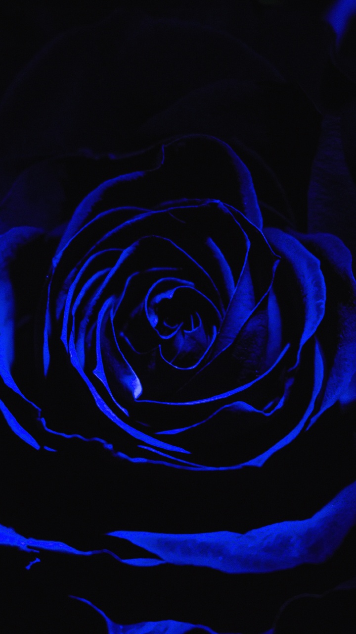 Blaue Rose in Nahaufnahmen. Wallpaper in 720x1280 Resolution