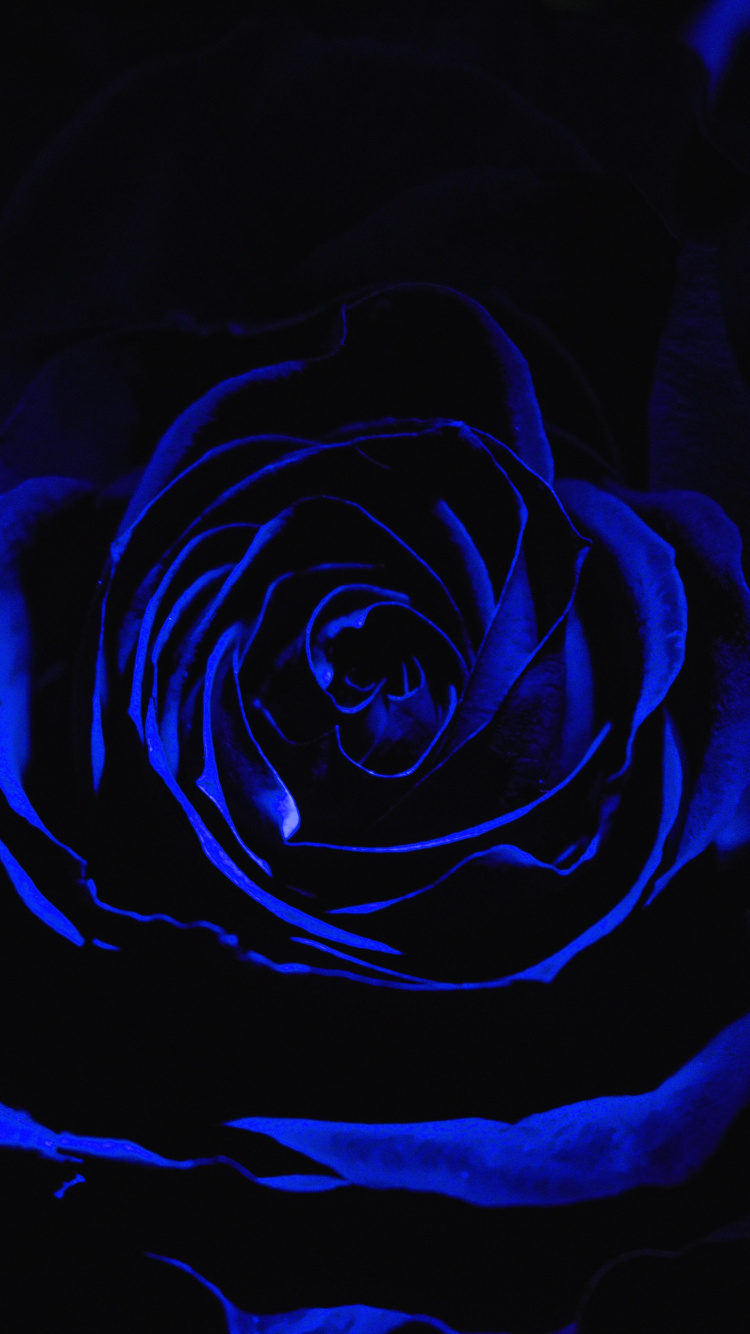 Blaue Rose in Nahaufnahmen. Wallpaper in 750x1334 Resolution