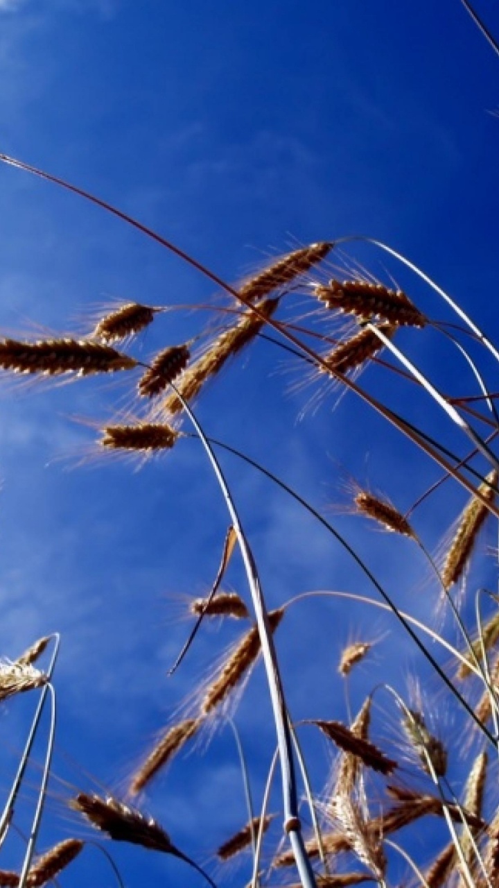 Brown Wheat Under Blue Sky During Daytime. Wallpaper in 720x1280 Resolution
