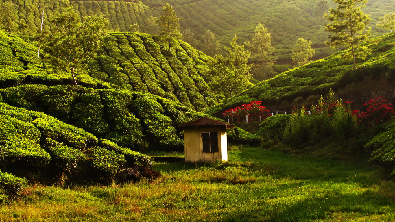 Casa Blanca y Marrón en el Campo de Hierba Verde Cerca de la Montaña. Wallpaper in 1366x768 Resolution