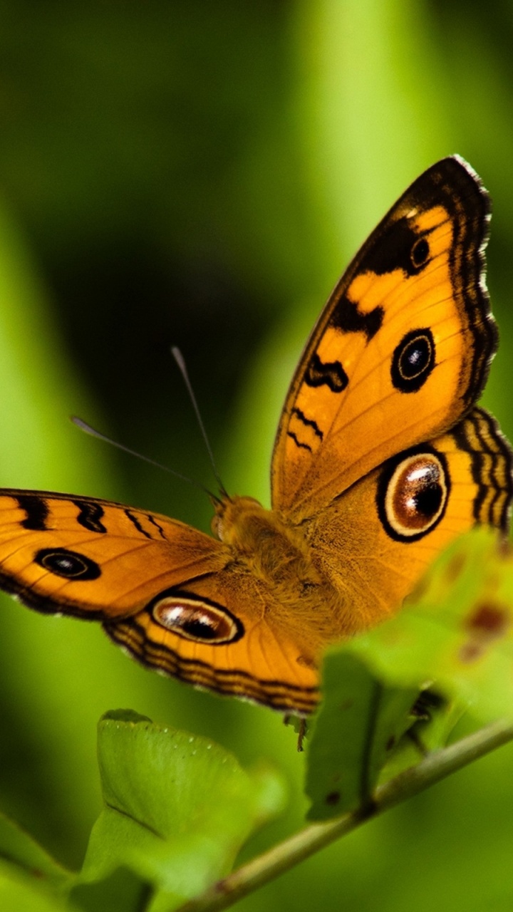 Brauner Und Schwarzer Schmetterling Thront Tagsüber Auf Grünem Blatt Leaf. Wallpaper in 720x1280 Resolution