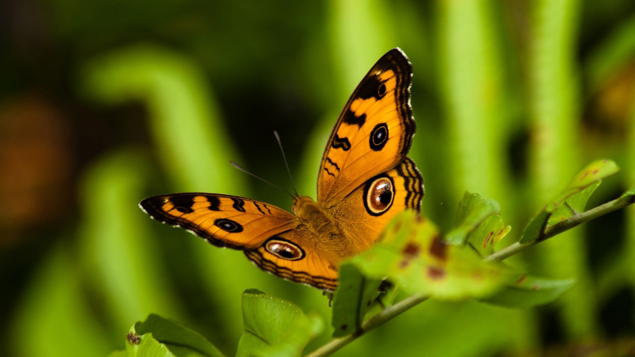 Brown and Black Butterfly Perched on Green Leaf During Daytime. Wallpaper in 1280x720 Resolution