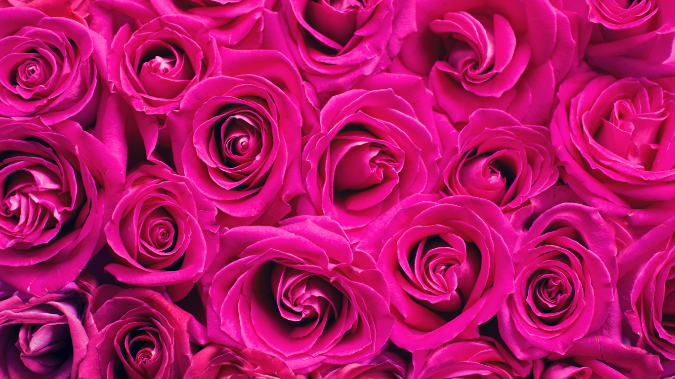 Rose Pourpre en Photographie Rapprochée. Wallpaper in 1366x768 Resolution