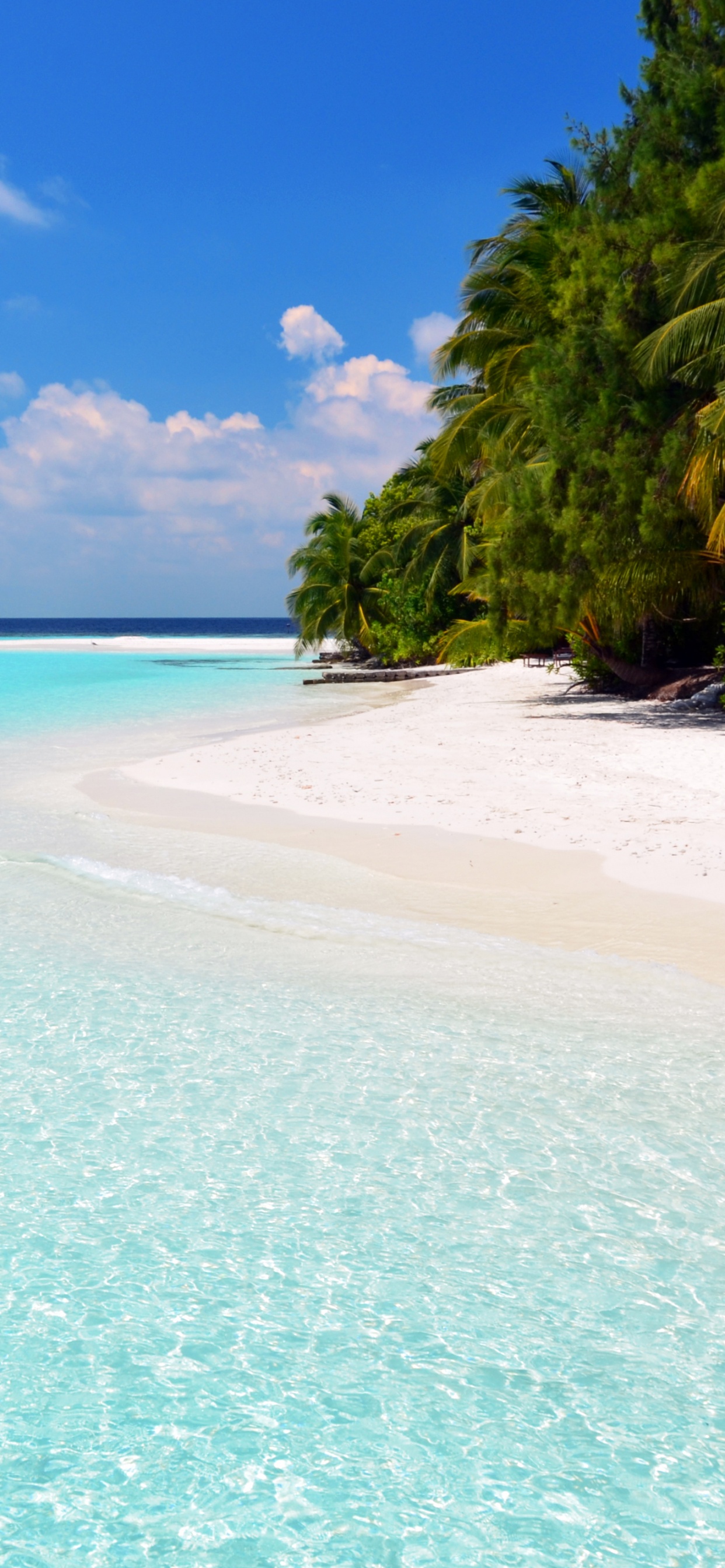 Green Palm Tree on White Sand Beach During Daytime. Wallpaper in 1242x2688 Resolution