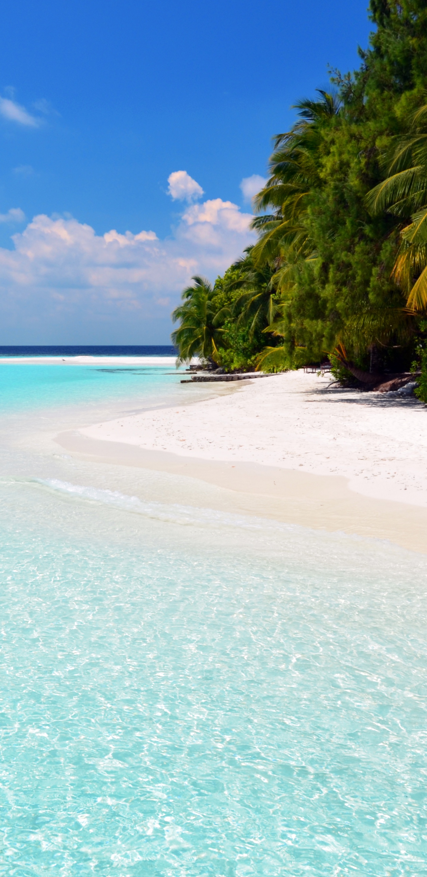 Palmera Verde en la Playa de Arena Blanca Durante el Día. Wallpaper in 1440x2960 Resolution