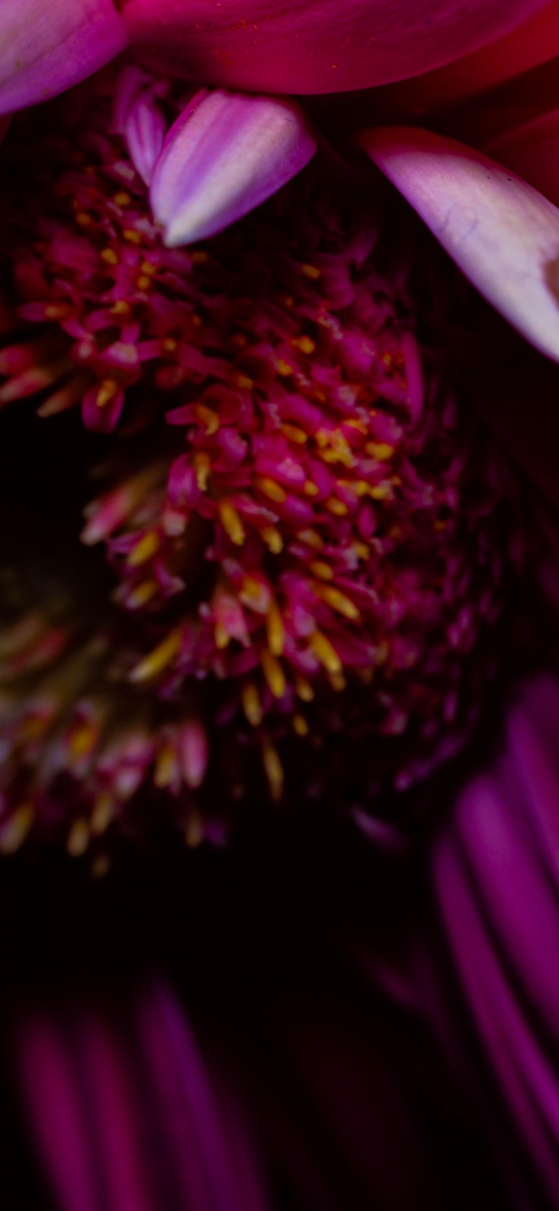 Purple and Yellow Flower in Bloom. Wallpaper in 1125x2436 Resolution