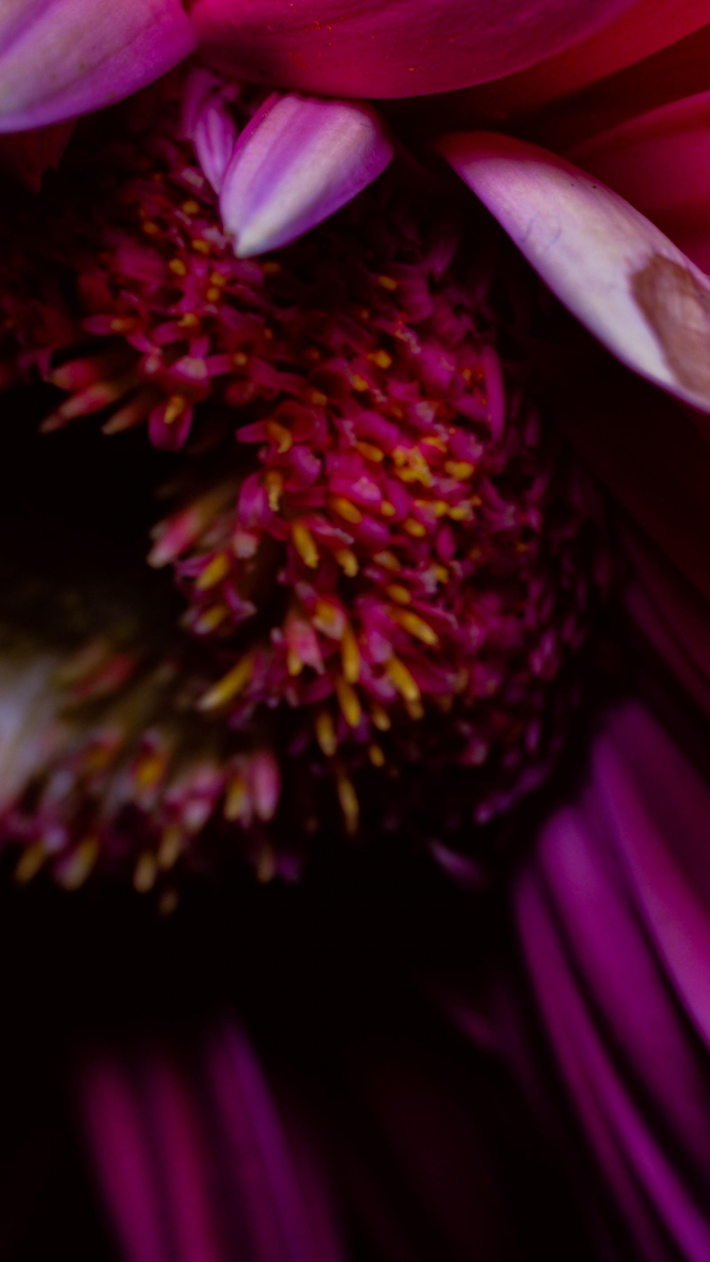 Purple and Yellow Flower in Bloom. Wallpaper in 1440x2560 Resolution